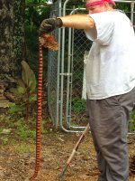 Mudsnake 2.jpg