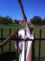 texasbuck.jpg