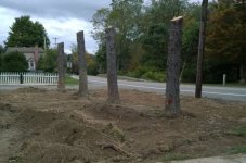 trees.JPG