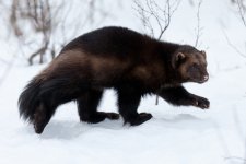 0205_bigstock-Wolverine-in-the-snow-35162669_568.jpg