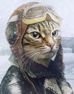 pilotcat33.jpg