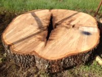 Oak Slab Just Cut.JPG