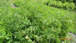 tomatoes.jpeg
