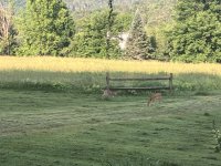 IMG_0438.jpeg