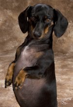 Reeses portrait.jpeg