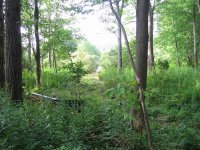0050 Sickle from driveway to pond AT Culvert.jpg