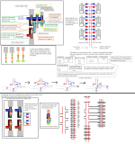 dog tail valves2.png