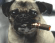 64[1].gif