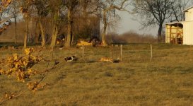 coyote missed gate.jpg