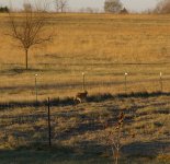 coyote 1.jpg