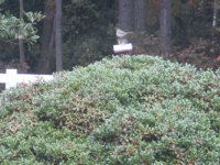 IMG_1078.JPG
