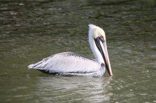 IMG_2580a.jpg