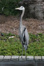 IMG_2544a.jpg