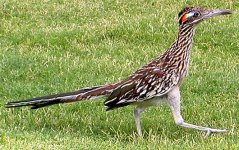 greater-roadrunner.jpg