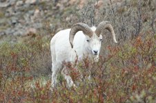 IMG_1736a.jpg