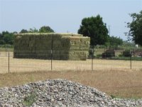 A-C forage hay-2014-2 (1).JPG