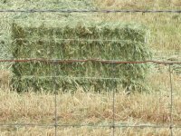 A-C forage hay-2014-2 (2).JPG