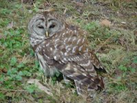 owl-4.JPG