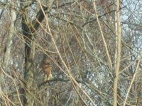 3-29-2013_Our Red Shouldered Hawk.JPG