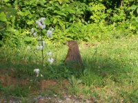 6-20-2013_ Whisle Pig 7.JPG