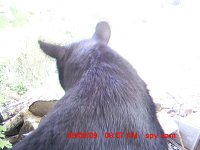 SPYCAM Bear0012.jpg