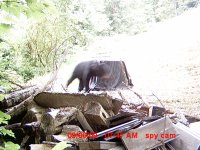 SPYCAM Bear0009.jpg