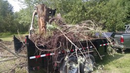 Stump in trailer.jpg