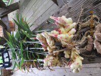 untrimmed ginger.jpg
