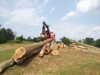 logging.jpg