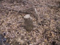 613614-IMG_0822.jpg