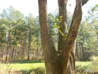 privet.jpg