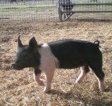 hampshire pig.jpg