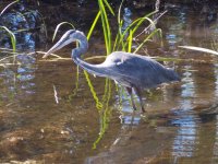 Heron Ready to Pounce.jpg