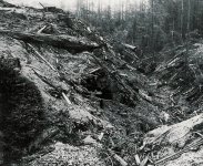 bad_forestry1_lg.jpg