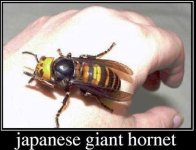japanese_hornet.JPG japanese_hornet.JPG