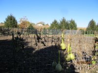 IMG_2925 gourds.JPG