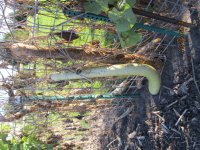 IMG_2926 gourds.JPG