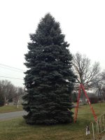 .treephoto.JPG
