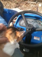 Cat on the tractor.jpg