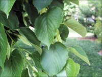 AMERICAN_BASSWOOD2_leaves.jpg