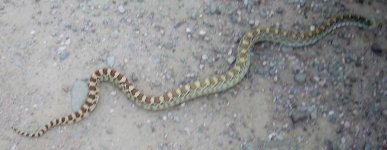 gopher snake1.jpg gopher snake1.jpg
