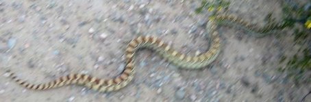 gopher snake2.jpg gopher snake2.jpg