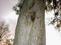 Owls in Tree1.jpg