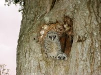 Owls in Tree2.jpg