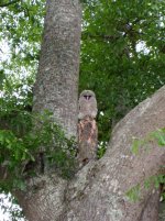 1Baby Owl in Tree.jpg