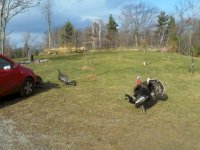 Turkeys-2014_3 .jpg