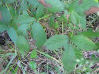 plant_c.jpg