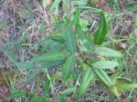 plant_d.jpg