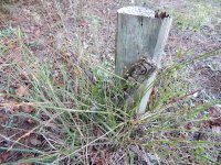 DSCN0350.JPG