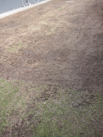 Dethatch2.gif
